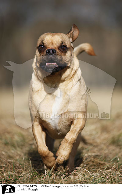 running Puggle / RR-41475
