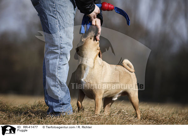 Puggle / RR-41477