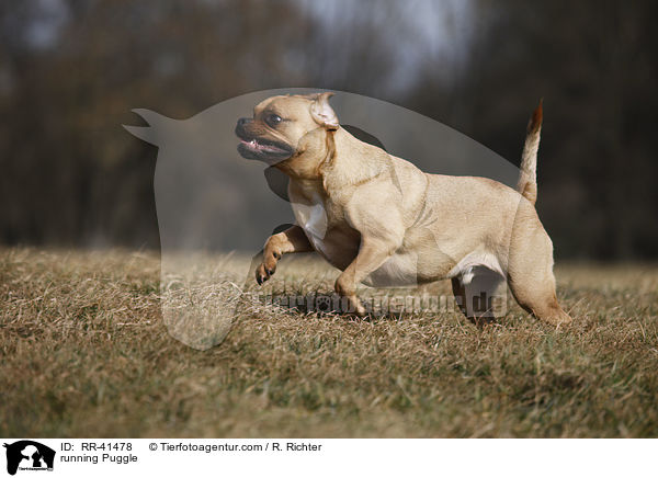 running Puggle / RR-41478