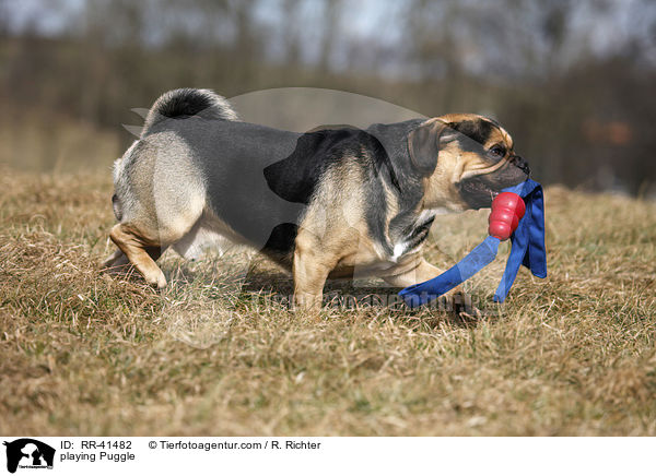playing Puggle / RR-41482