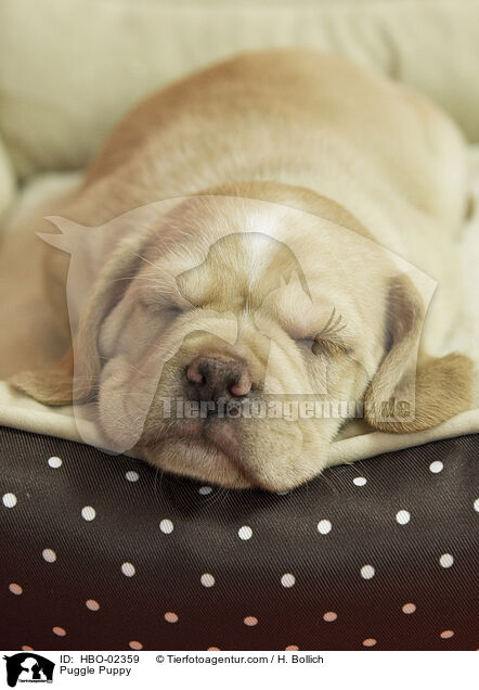 Puggle Puppy / HBO-02359