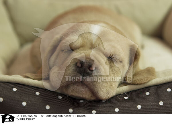 Puggle Puppy / HBO-02375