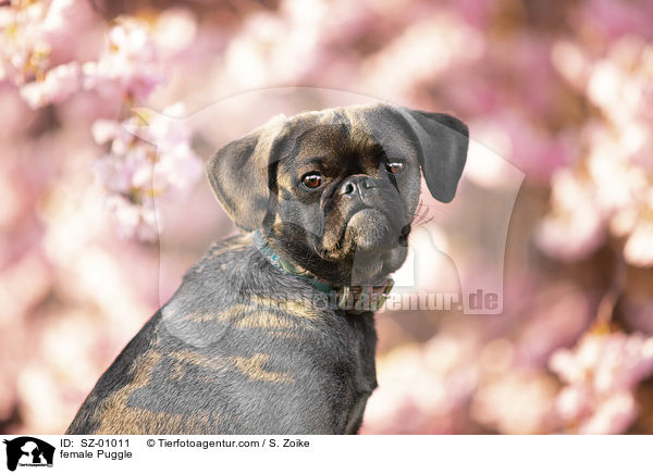 female Puggle / SZ-01011