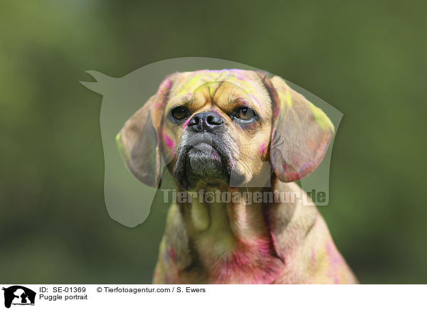 Puggle portrait / SE-01369