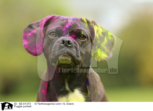 Puggle portrait / SE-01373