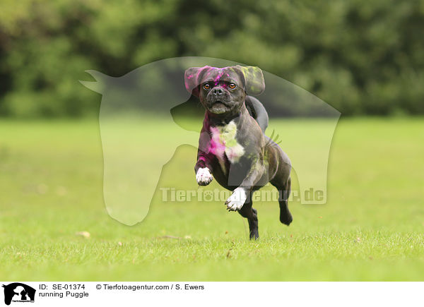 running Puggle / SE-01374