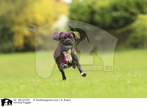 running Puggle / SE-01376