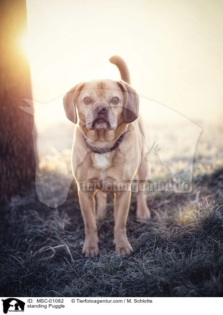 standing Puggle / MSC-01082
