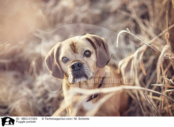 Puggle portrait / MSC-01083