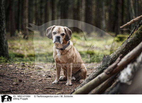 sitting Puggle / MSC-01084