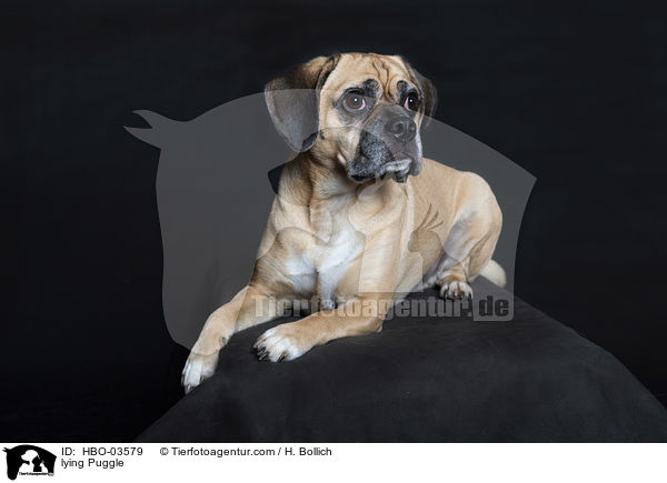 liegender Puggle / lying Puggle / HBO-03579