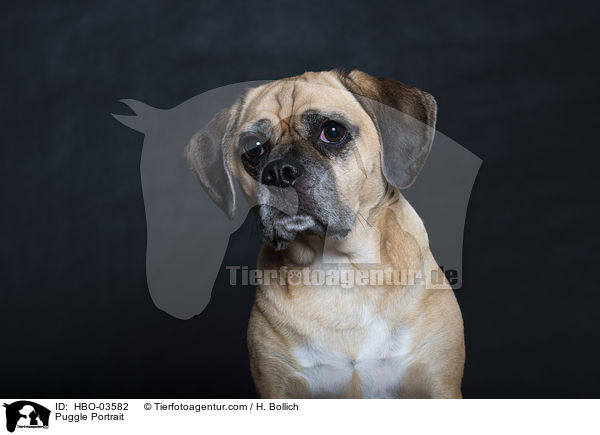 Puggle Portrait / HBO-03582