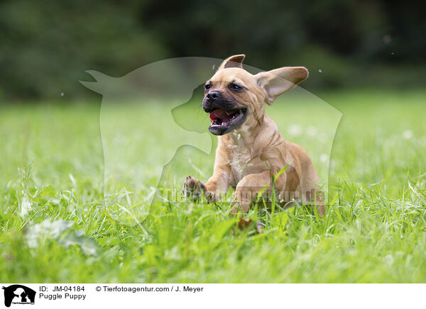 Puggle Puppy / JM-04184