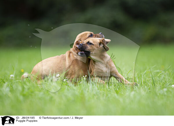 Puggle Welpen / Puggle Puppies / JM-04185
