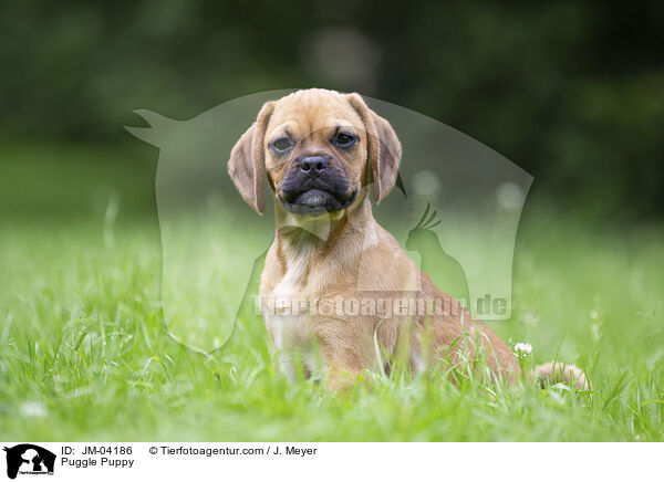 Puggle Welpen / Puggle Puppy / JM-04186