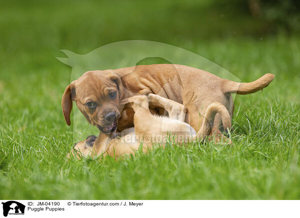 Puggle Puppies / JM-04190