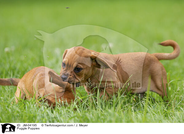 Puggle Puppies / JM-04195