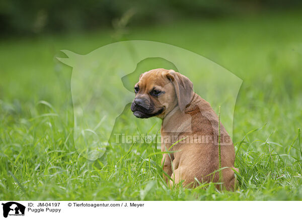 Puggle Welpen / Puggle Puppy / JM-04197