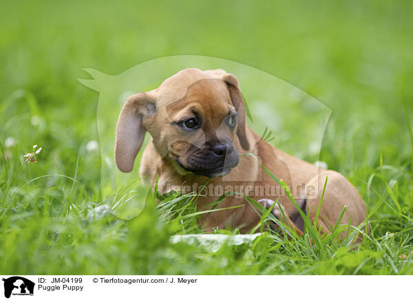 Puggle Welpen / Puggle Puppy / JM-04199
