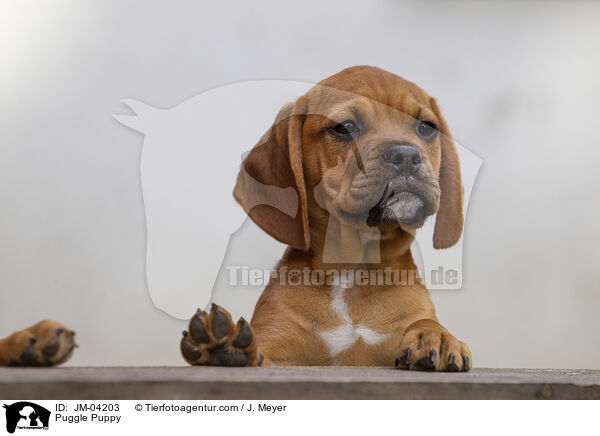 Puggle Welpen / Puggle Puppy / JM-04203