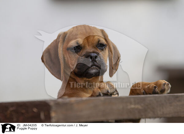 Puggle Puppy / JM-04205