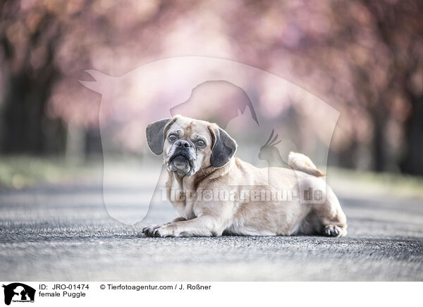 female Puggle / JRO-01474
