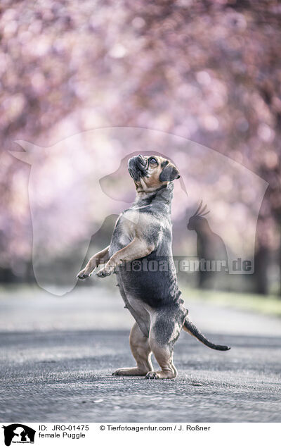 Puggle Hndin / female Puggle / JRO-01475