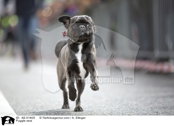 Puggle race / AE-01805
