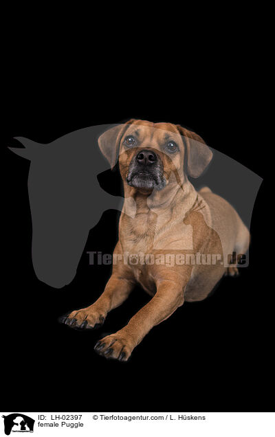 Puggle Hndin / female Puggle / LH-02397
