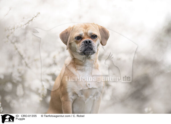 Puggle / CRO-01355