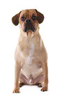 sitting Puggle