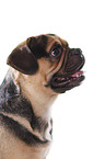 Puggle Portrait