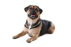 lying Puggle