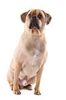 sitting Puggle