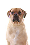 Puggle Portrait