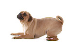 lying Puggle