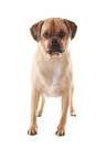 Puggle