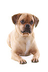 lying Puggle