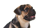 Puggle Portrait
