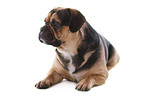 lying Puggle