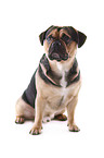 sitting Puggle