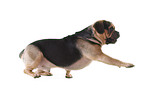 Puggle