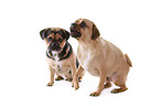 2 Puggles
