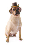 sitting Puggle