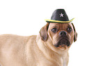 Puggle Portrait