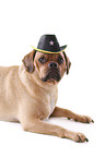lying Puggle