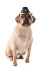 sitting Puggle