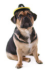 sitting Puggle