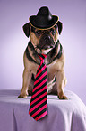 sitting Puggle