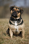 sitting Puggle
